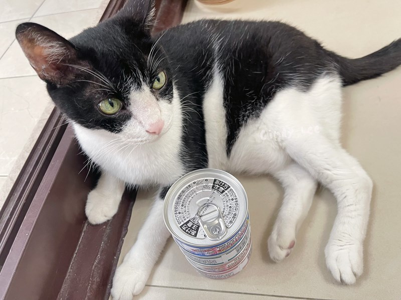 女人知己試用大隊,口碑行銷,部落客行銷,PURRFACT 波菲特貓用主食罐,主食罐,PURRFACT波菲特,貓主食罐,貓罐,PURRFACT波菲特貓用主食罐,魚肉蔓越莓主食罐,鮮嫩雞主食罐,鹿肉雞肉主食罐,牛肉鵪鶉貓主食罐,干貝蠶蛹配方,鱷魚肉白木耳配方,雞肉魚肉配方,安心鶉配方,評價,體驗,適口性佳,心得,成貓適用,高齡貓適用,質地是慕絲狀